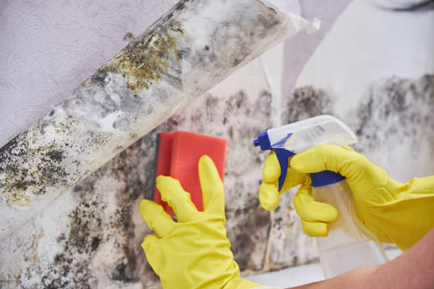 Why You Should Choose Our Mold Remediation Services in Atlanta, TX